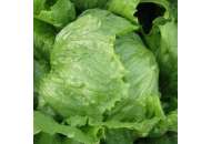 Робинсон, салат кочанный, 5 г, Nickerson Zwaan фото, цена